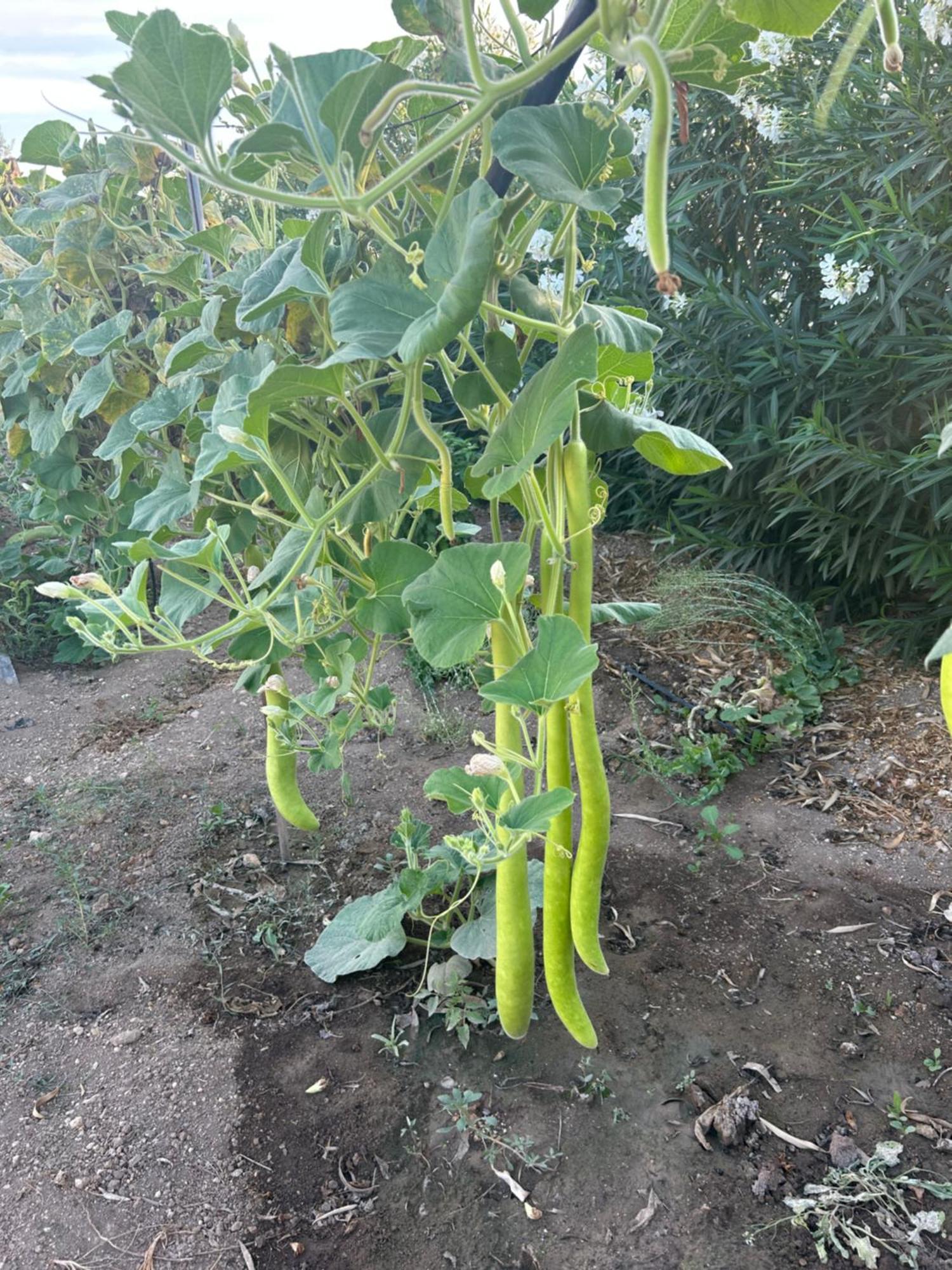 Baglio Il Gelso E L'Ulivo Appartamento Il Fico Noto Exterior foto